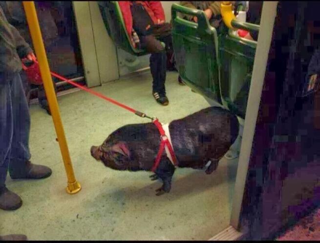 A-spasso-sul-tram-con-un-cinghiale-al-guinzaglio