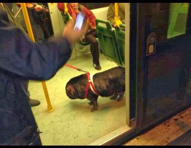 L\'-animale-sulle-linee-Atac-di-Roma