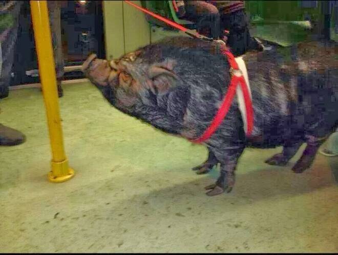 Le-foto-del-cinghiale-al-guinzaglio-sui-social-network