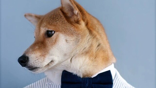 Menswear Dog Bodhi Instagram