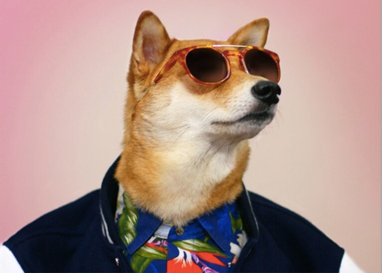 Menswear Dog Bodhi Instagram