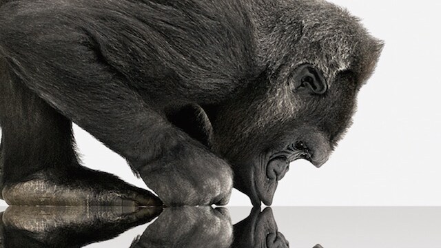 Gorilla Glass 4