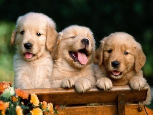 labrador