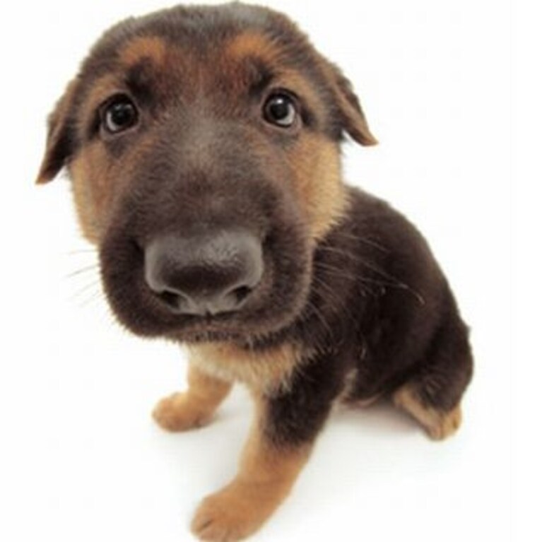 Un cucciolotta