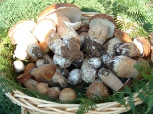 cesto di funghi