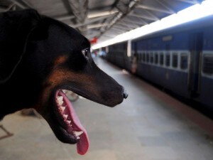 Viaggiare in treno col cane