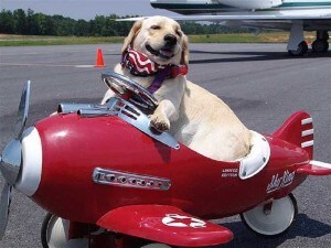 Viaggiare in aereo col cane
