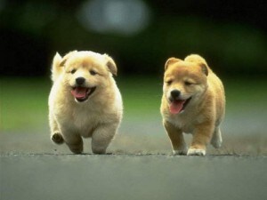 Dove lasciare il cane quando si va in vacanza