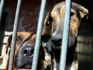 cani nel canile