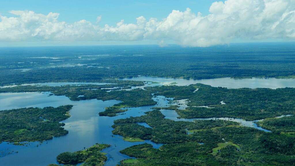 foreste pluviali