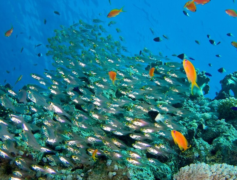 Snorkeling nel Mar Rosso