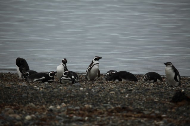 Dove vivono i pinguini nel mondo