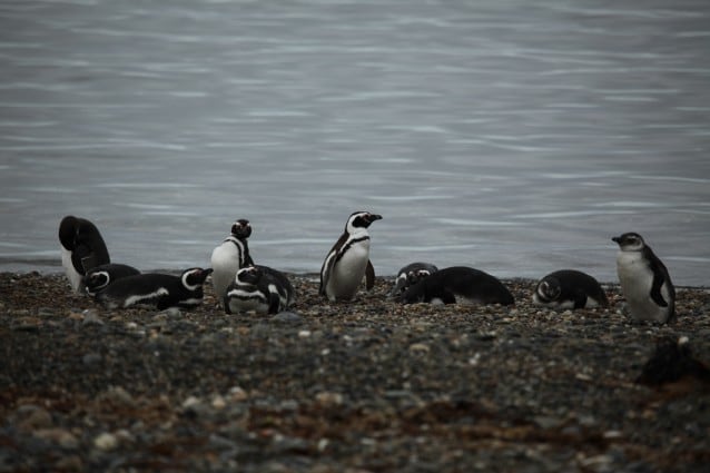 Dove vivono i pinguini: i luoghi nel mondo per vederli in natura