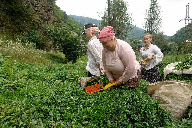 Rize- Donne raccolgono il tè