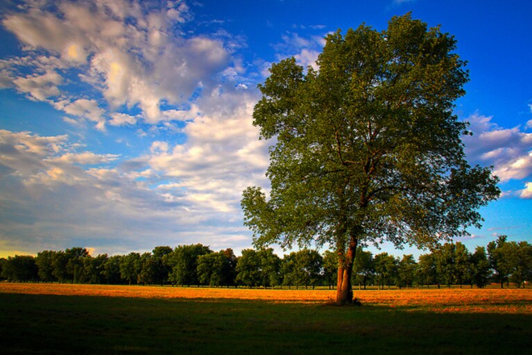 Albero in campagna canadese, Ontario