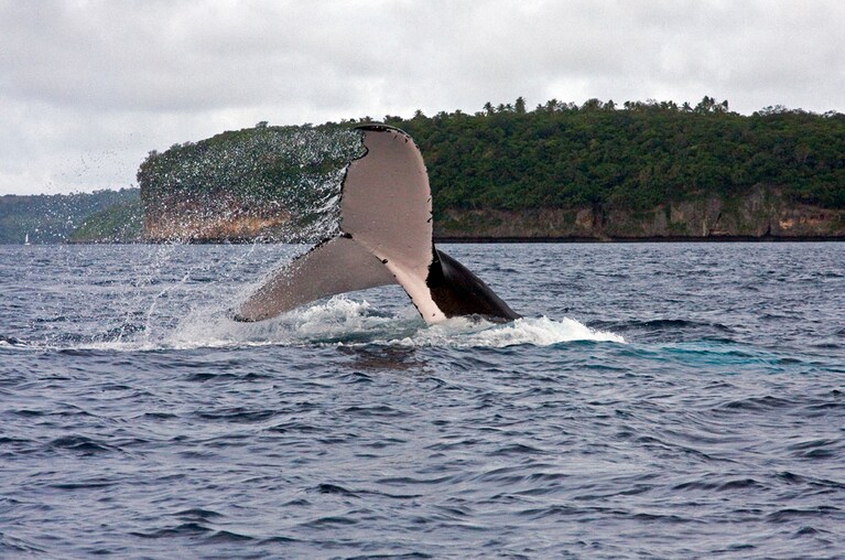 Balene a Tonga