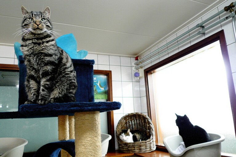 gatti