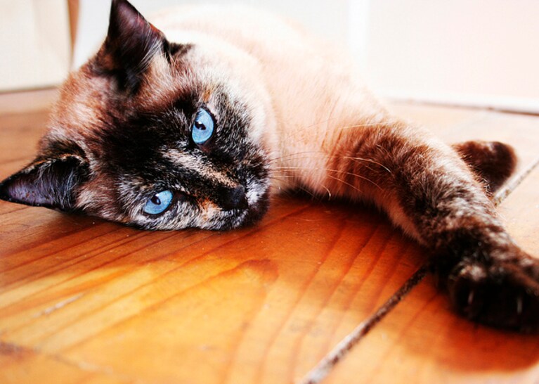 micio