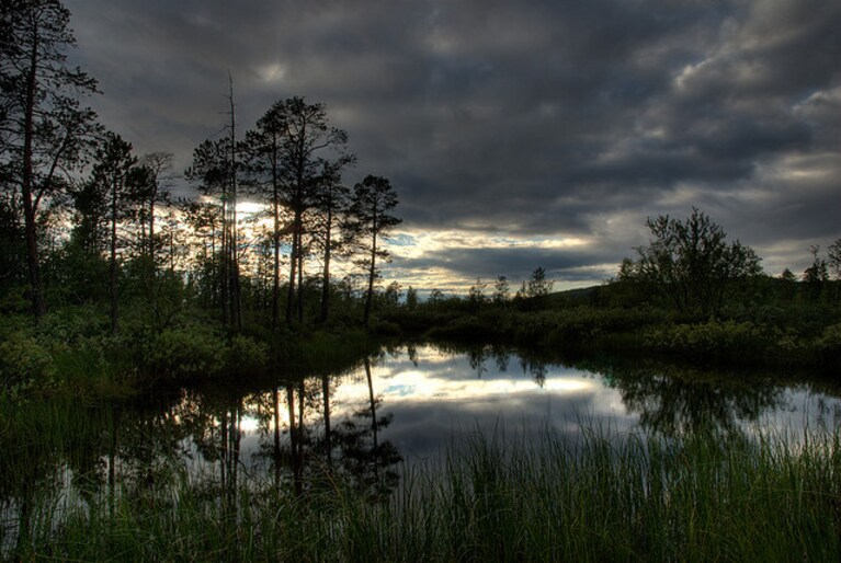 Foreste lapponi in Finlandia
