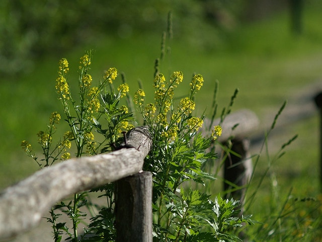 Primavera in Italia