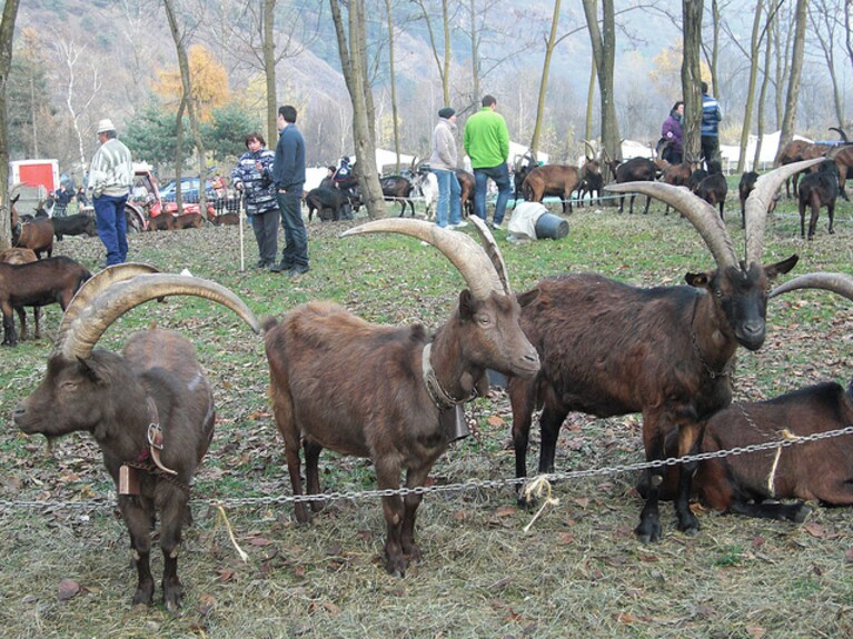 fiera delle capre