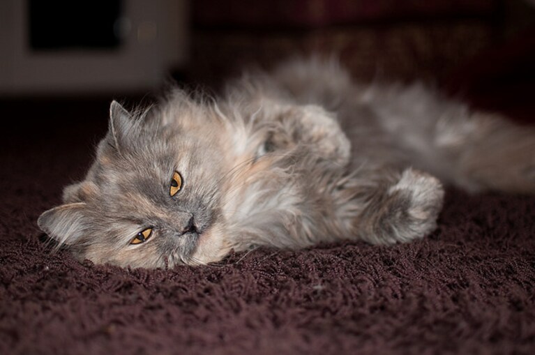 gatto persiano