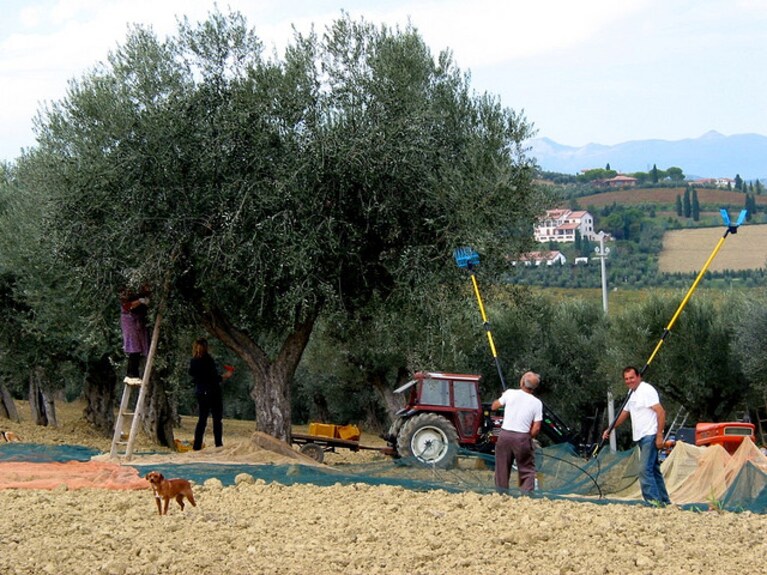 raccolte olve