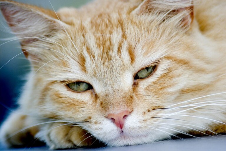 mostra felina