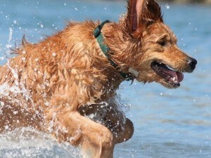 Cane al mare