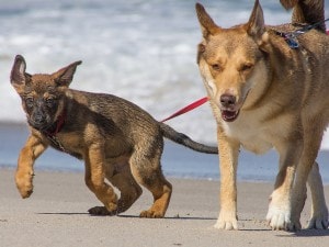 In vacanza con il cane
