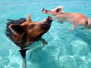 Pig Beach.