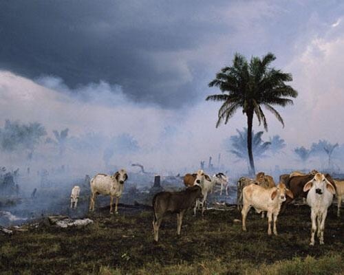 I 15 luoghi più inquinati della Terra: Rondonia, Brasile