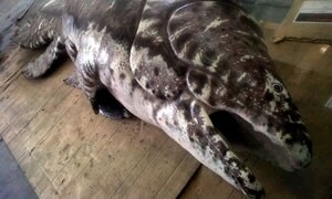 Mawsonia