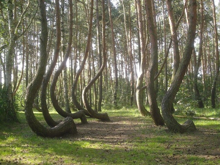 Foresta ricurva di Gryfino