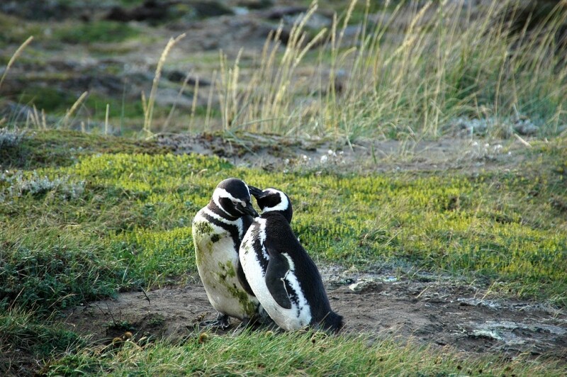 Punta Arenas, Cile