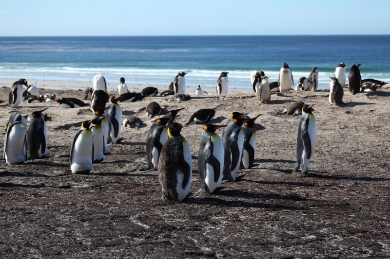 Falklands, Regno Unito