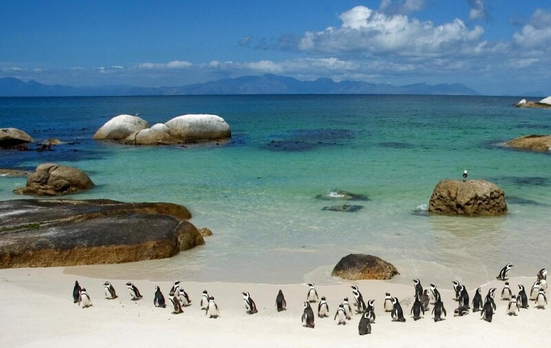 Boulders Beach, Sud Africa