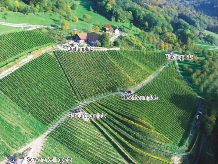 Noi, come vino nel vigneto