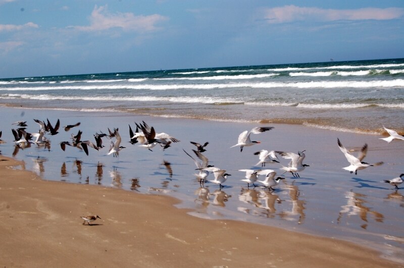 Padre Island, Stati Uniti