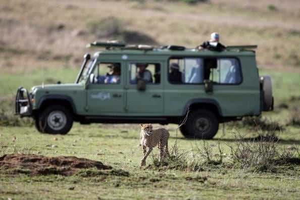 Un ghepardo osservato durante un safari