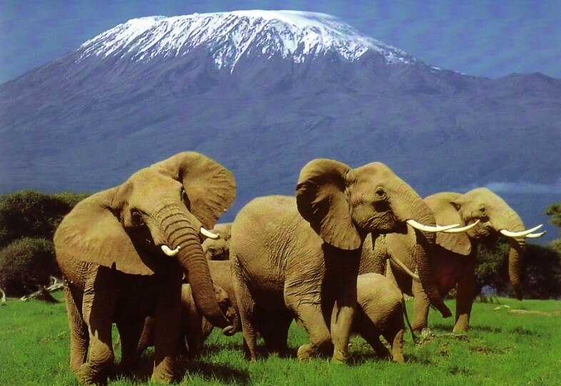 Elefanti in Kenya