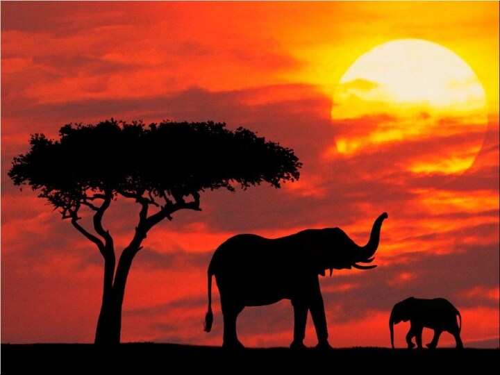 Safari in Kenya