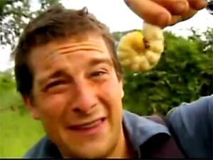 bear grylls mangia larve