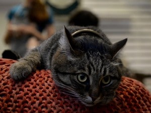 Gatto di Goya