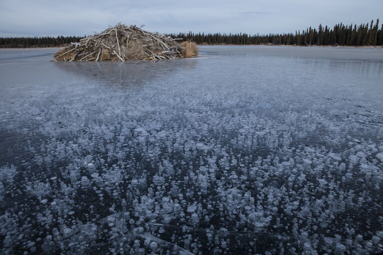 MARK THIESSEN/National Geographic Fairbanks, Alaska Il ghiaccio sulla superficie di un lago in Alaska blocca il metano che emerge dal fondale fangoso.