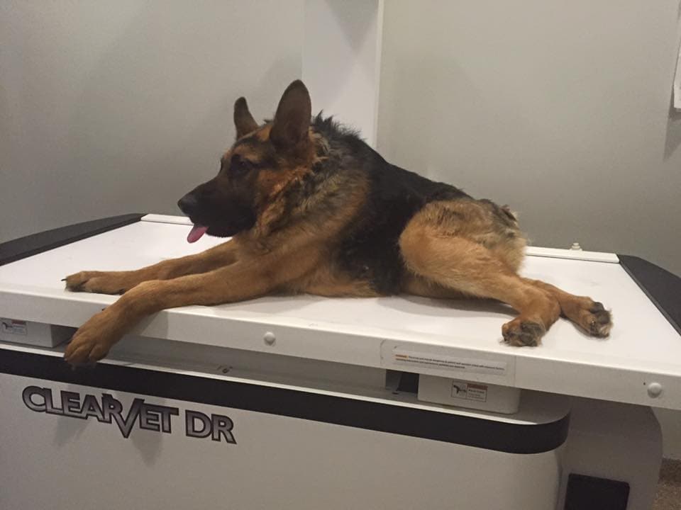 Quasimodo, il cane con la gobba che ha conquistato i social network