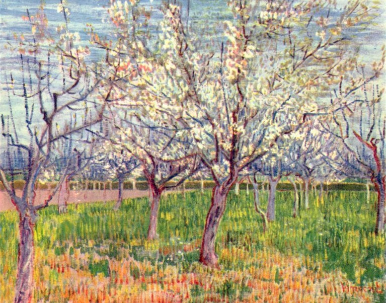 Vincent Van Gogh, Albicocchi in fiore (1888)