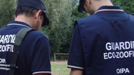 Immagine