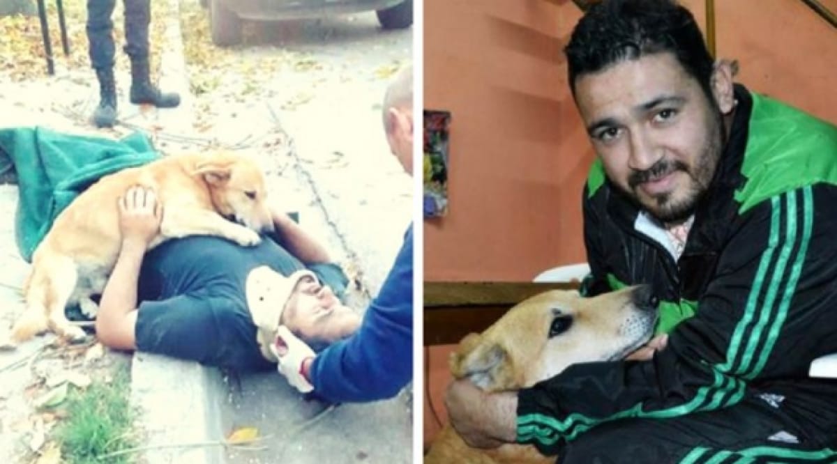 Cane Che Appoggia La Testa Sul Padrone