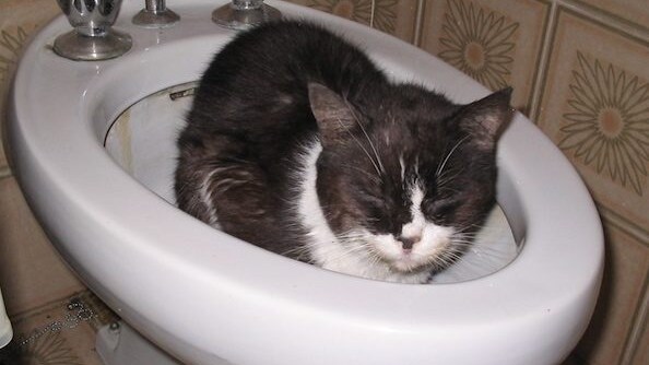 Un gatto in un bidet (credits to Finizio)